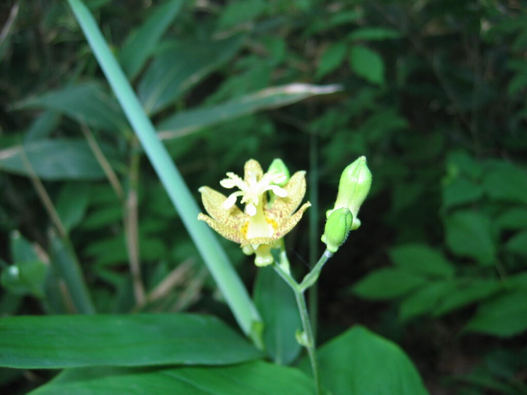 岩手山　植物