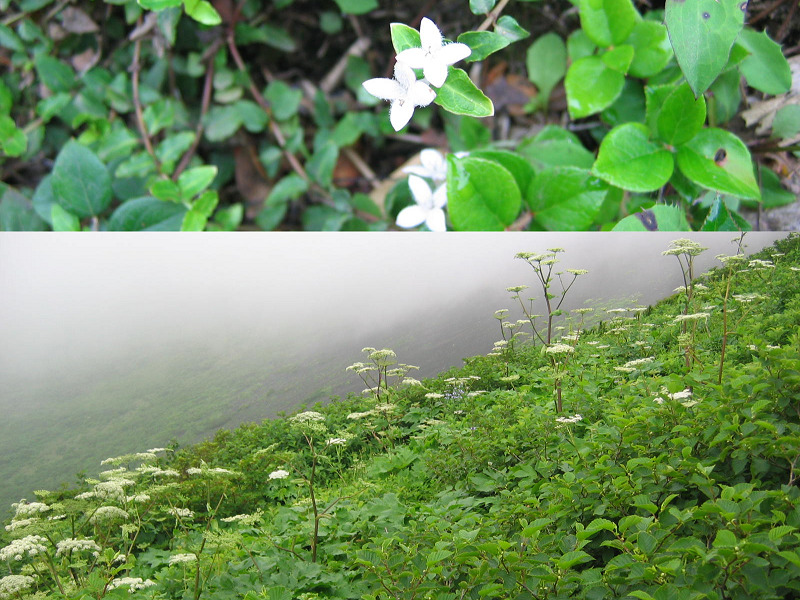 秋田駒ヶ岳　植物