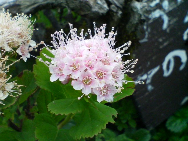 秋田駒ヶ岳　植物