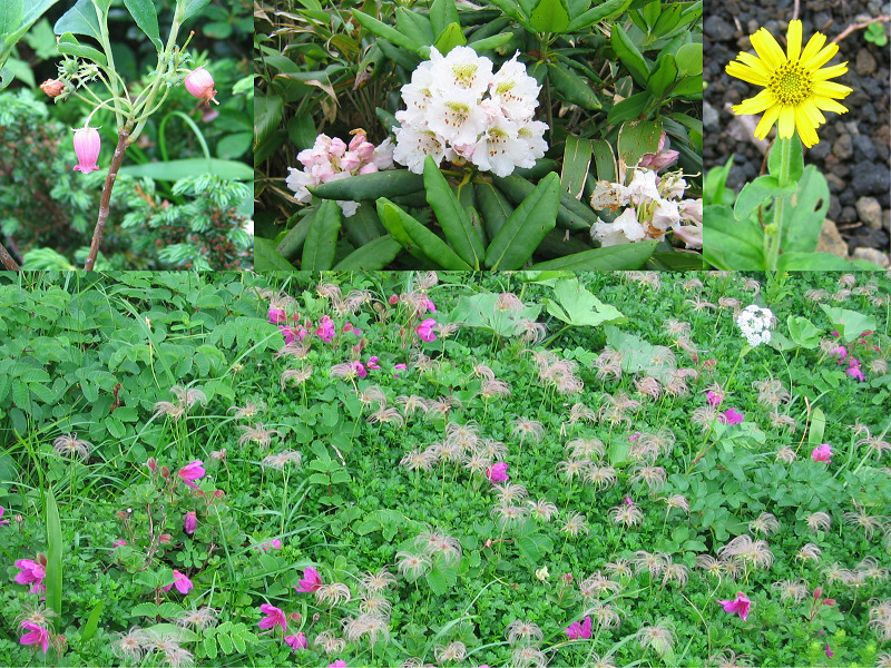 秋田駒ヶ岳　植物