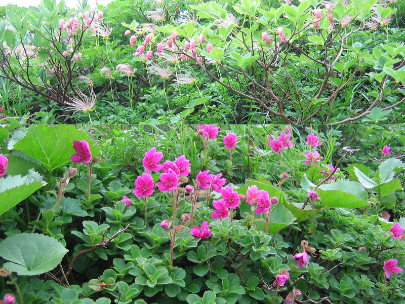 秋田駒ヶ岳　植物