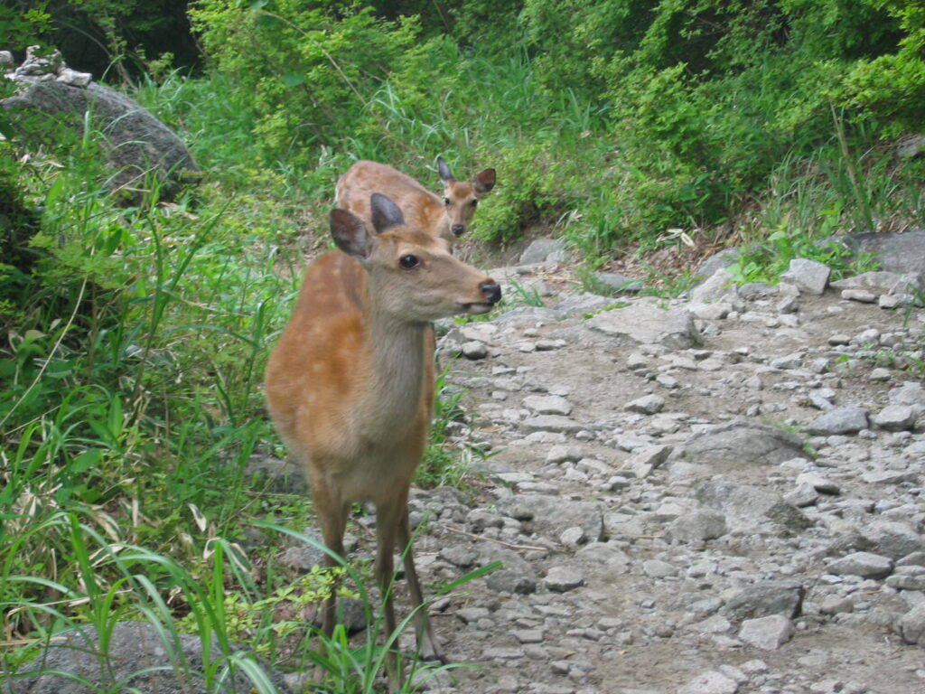 五葉山　下山中シカ遭遇　近い