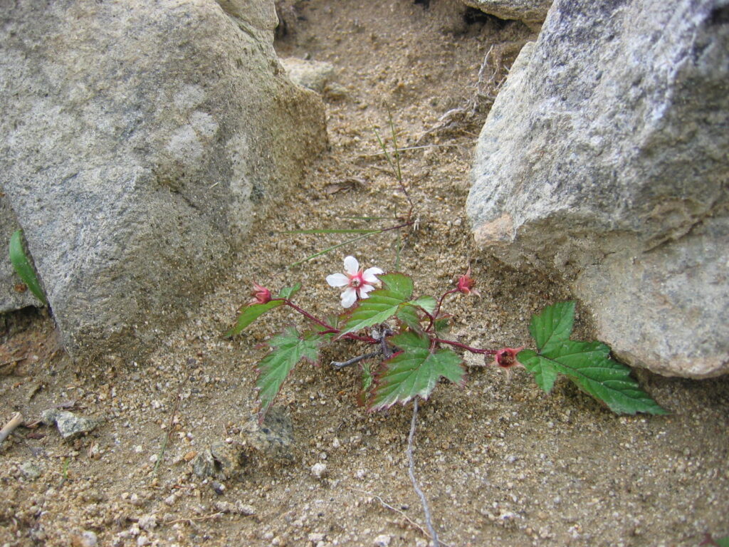 五葉山　植物2