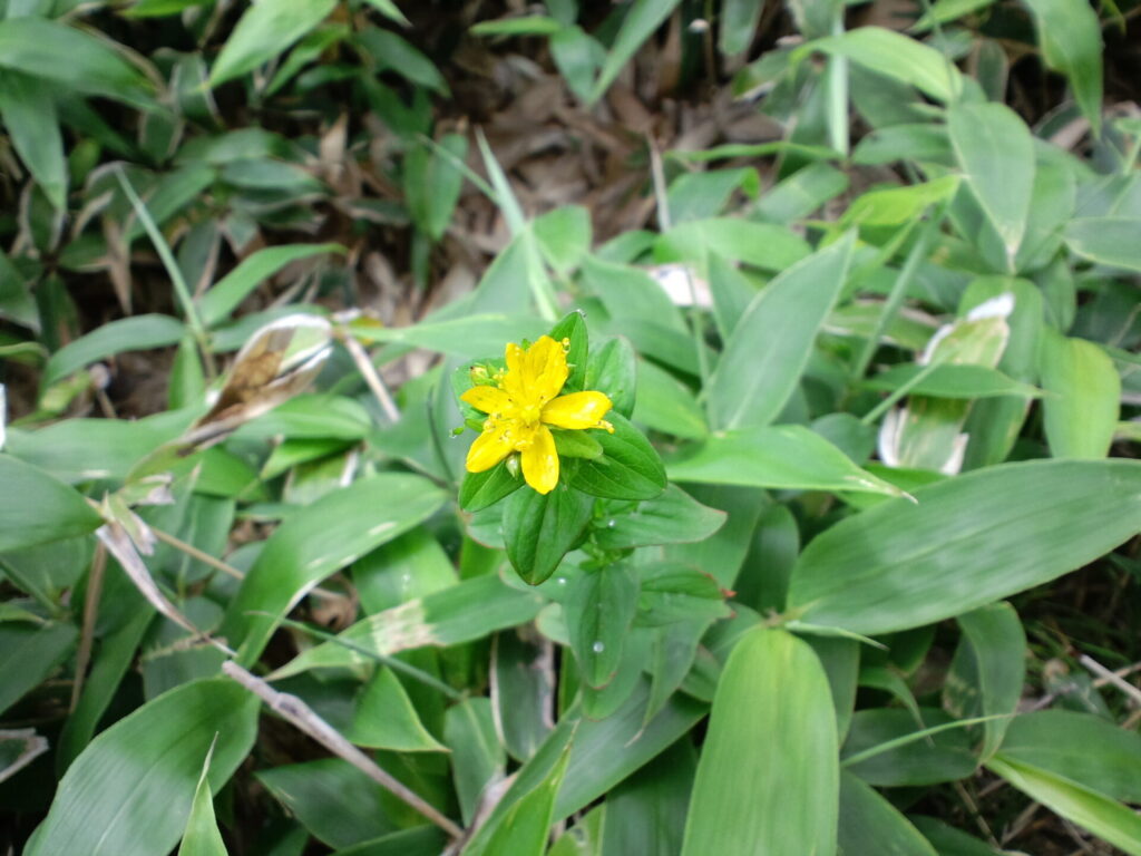 五葉山　植物1