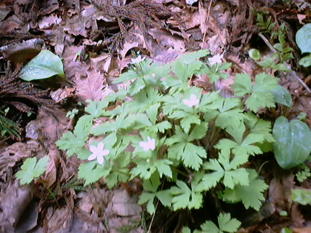 東根山　植物4