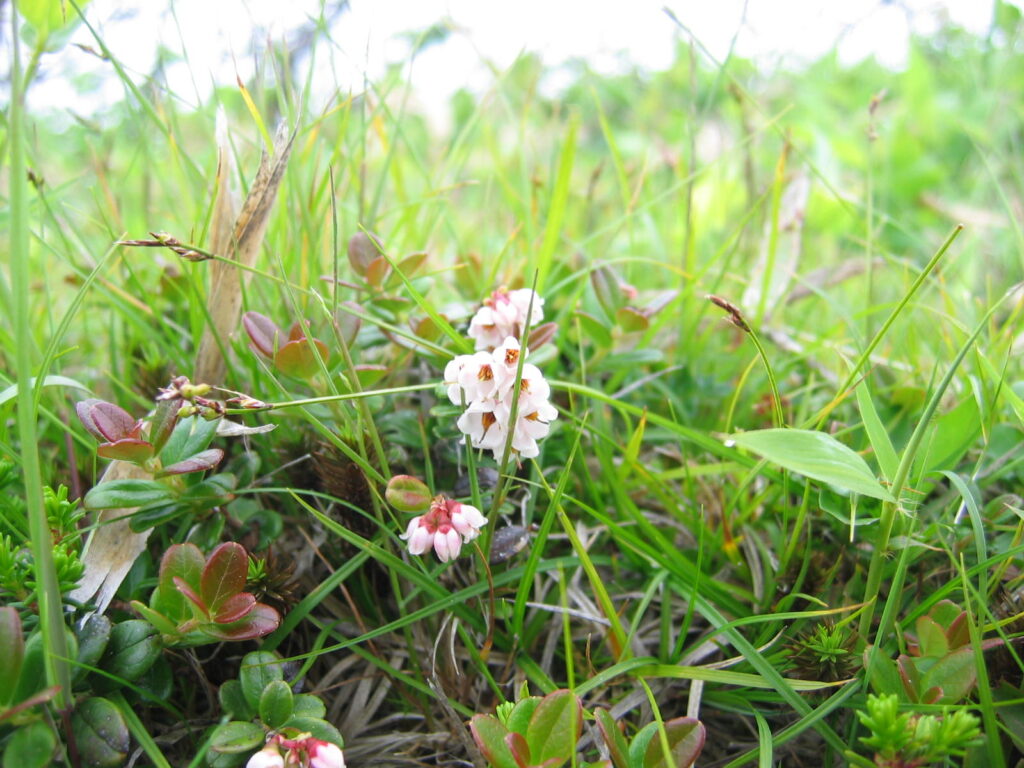 五葉山　植物3