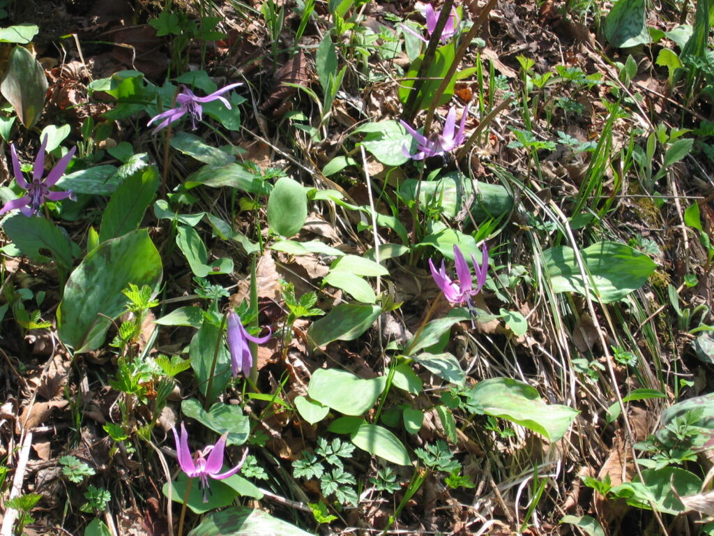 植物　カタクリ