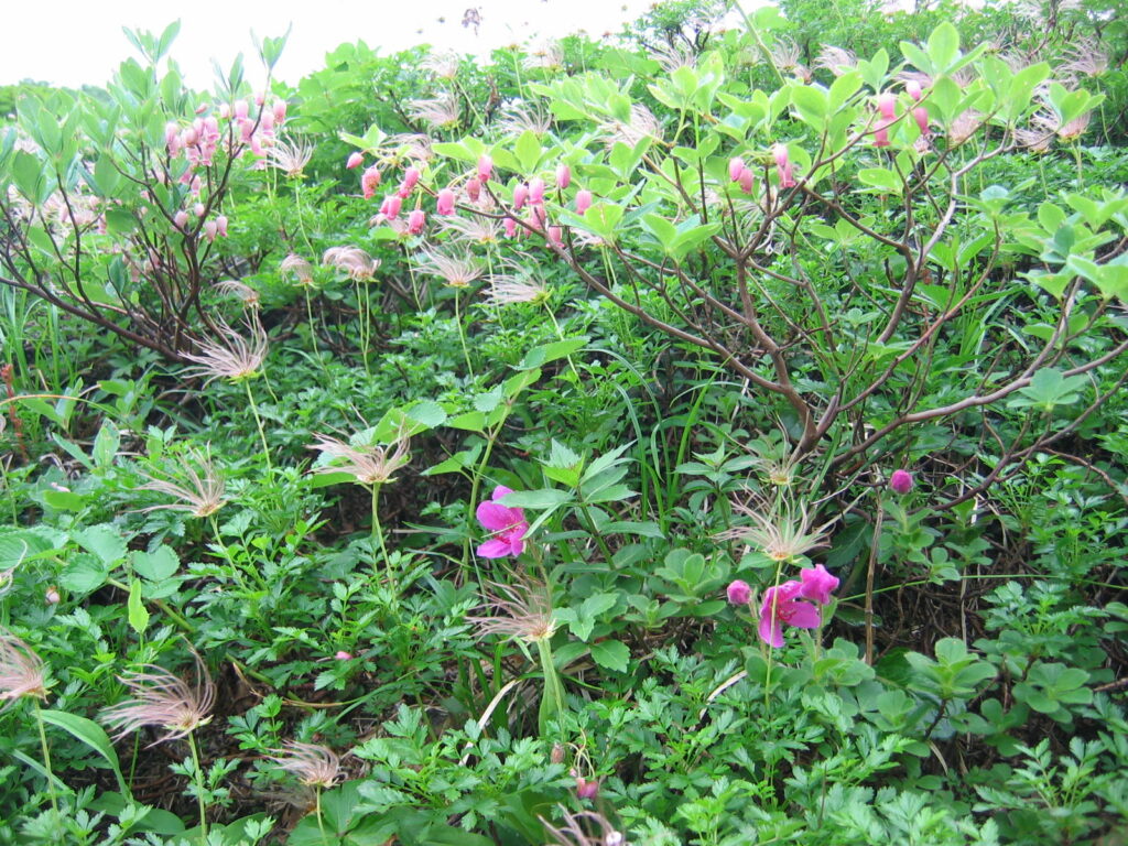 秋田駒ヶ岳　ムーミン谷