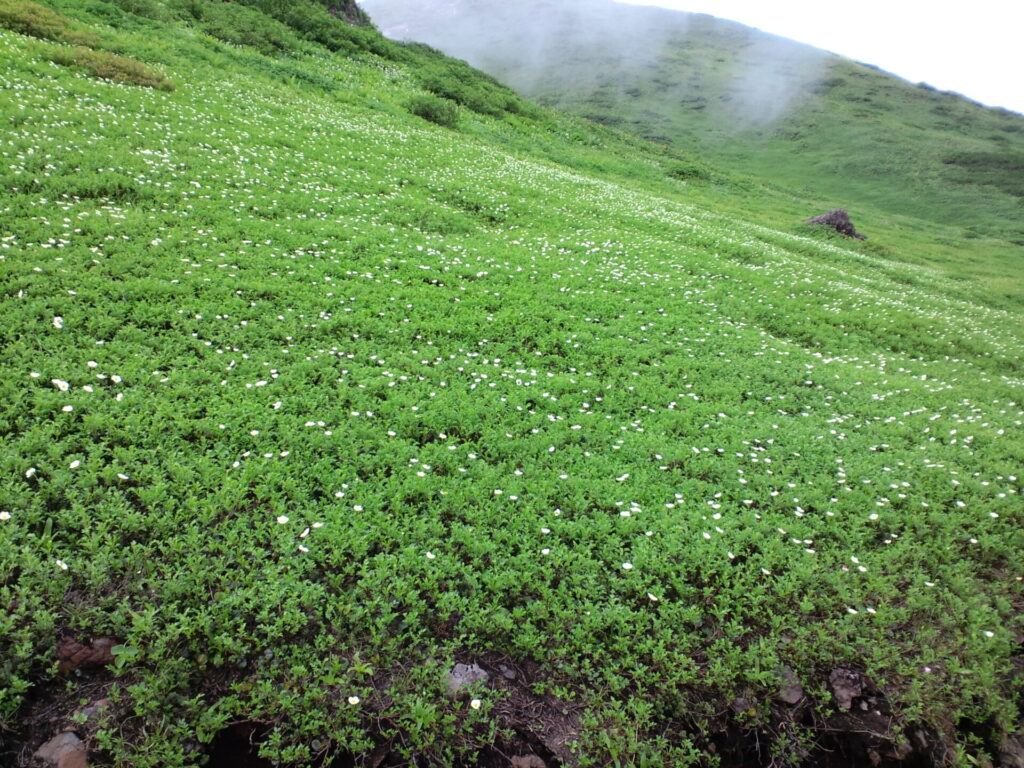 秋田駒ヶ岳　男女岳から