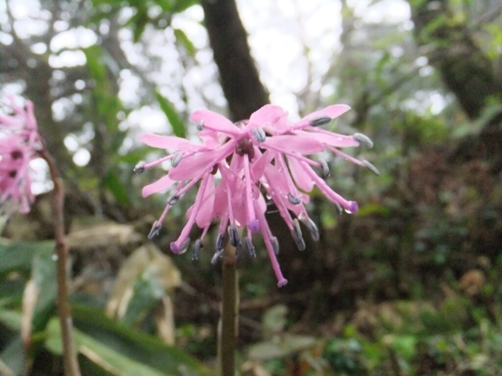 早池峰山　ショウジョウバカマ