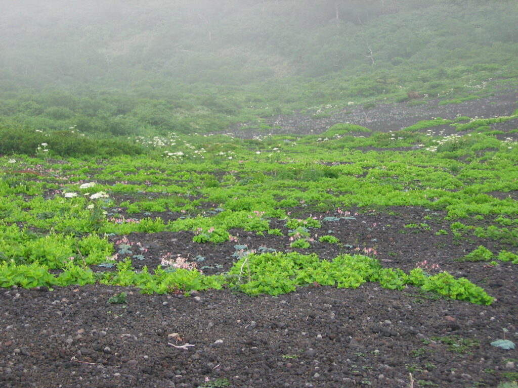 秋田駒ヶ岳　ムーミン谷