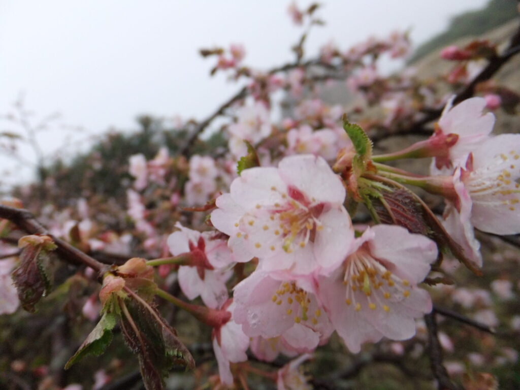 早池峰山　タカネザクラ