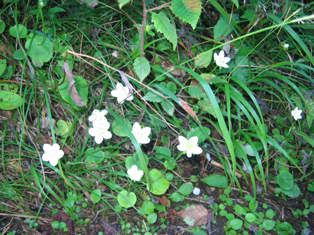 秋田駒ヶ岳　横長根から　植物