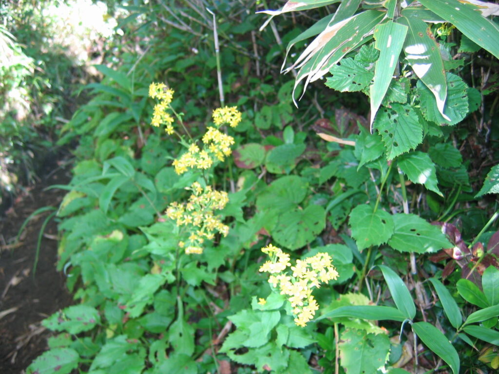 秋田駒ヶ岳　第二展望台