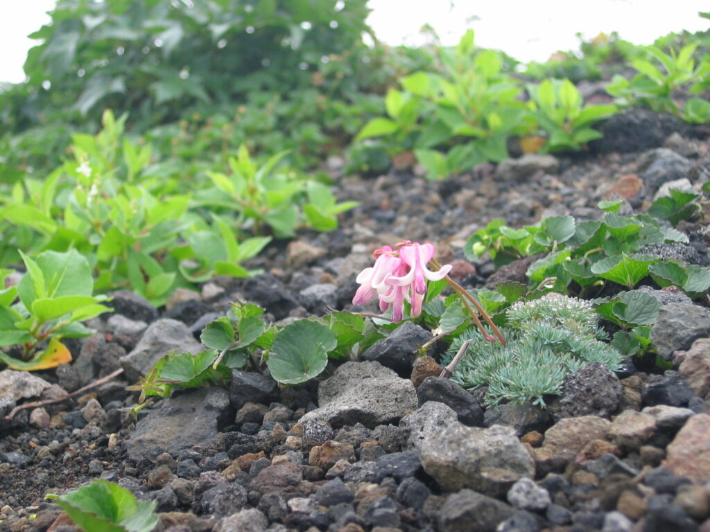 秋田駒ヶ岳　ムーミン谷