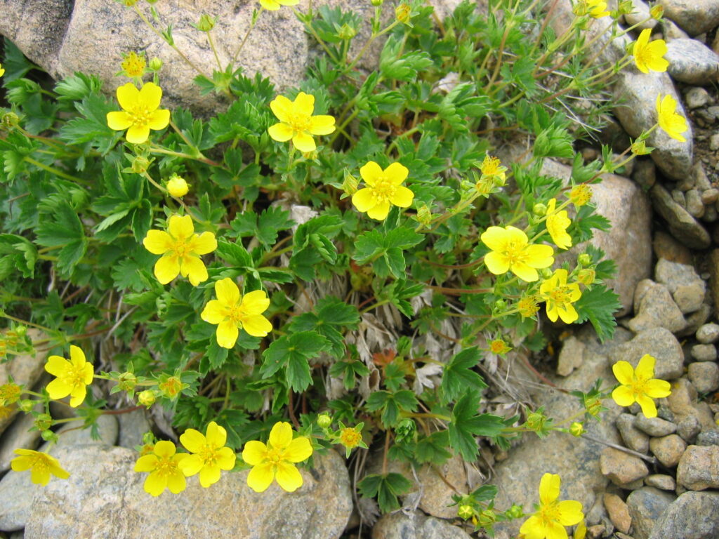 早池峰山　ミヤマキンバイ